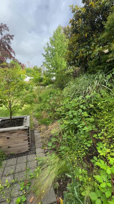 Before — Raised beds lost under weeds — cleared, reshaped and barked