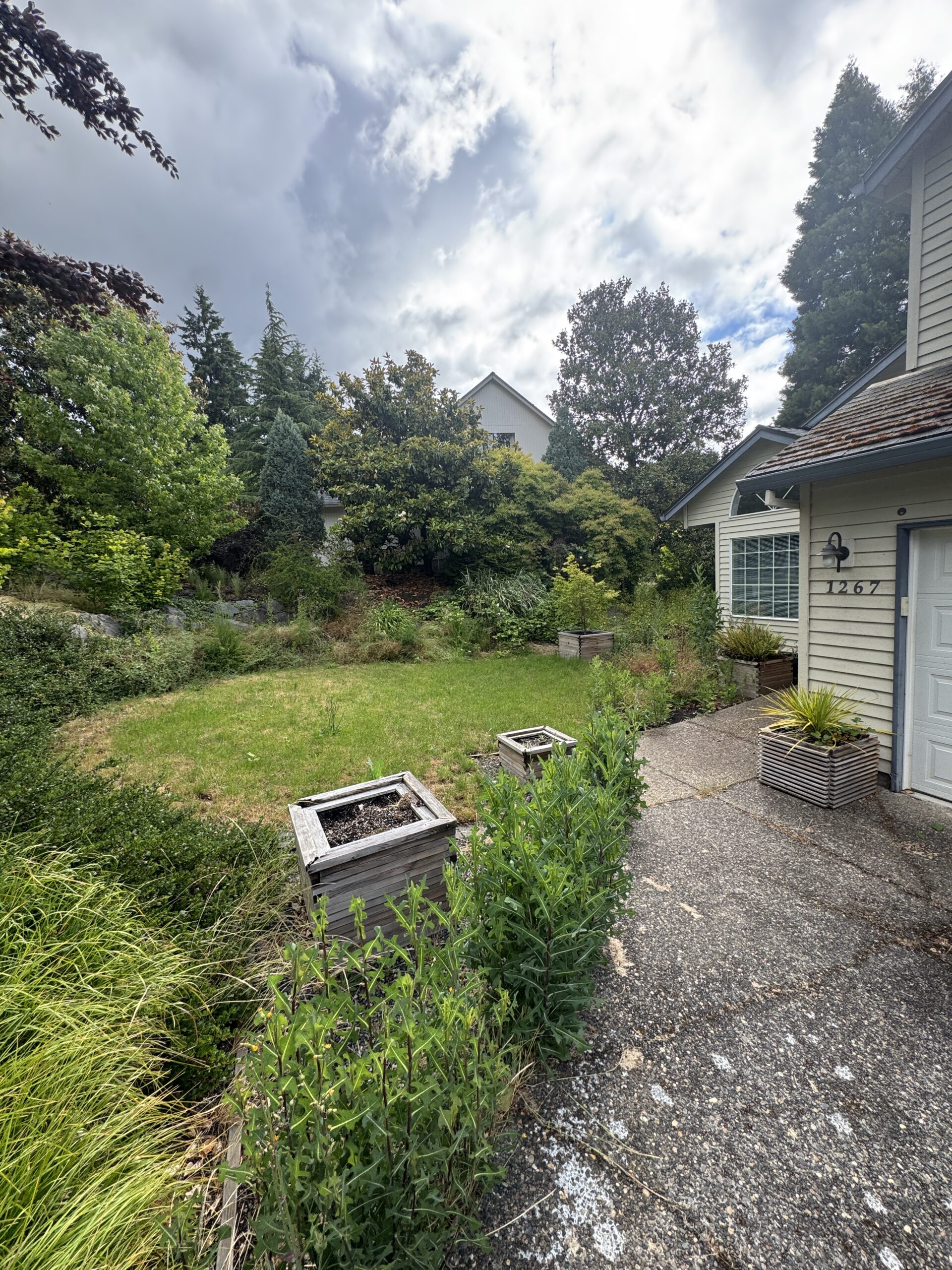 Messy lawn with very large weeds and no mulch