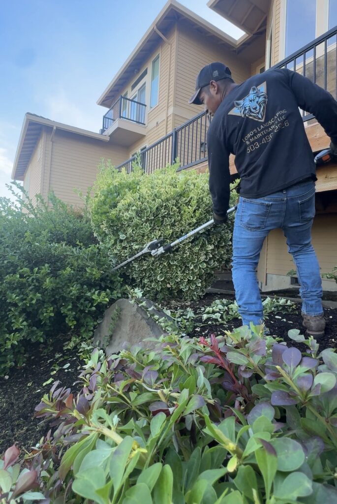 Lobos Landscaping bush trimming